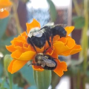 Meet your Posher, Maggie